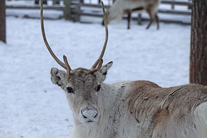 Kakslauttanen_G_0158_v2