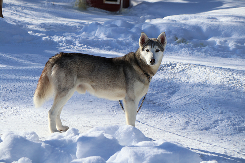 Kakslauttanen_G_0383